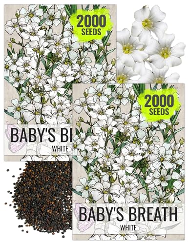 Seed Needs White Baby's Breath Seeds for Planting - Heirloom & Open Pollinated Annual Flowers -...