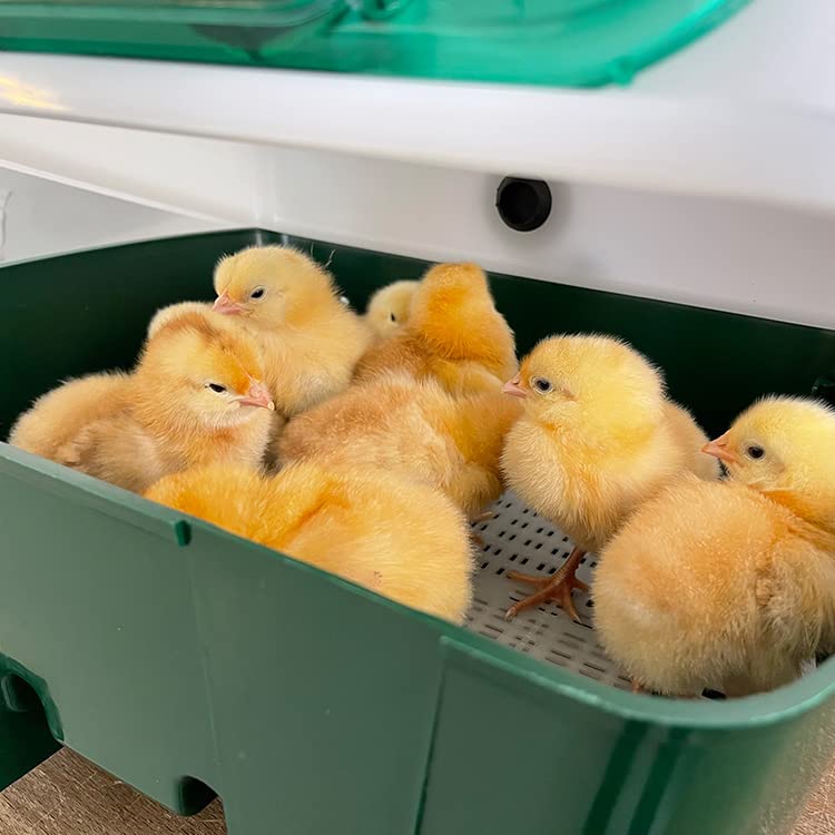 Incubadora digital semiautomática para huevos - River Systems - Capacidad 12 huevos grandes y 48 de tamaño pequeño