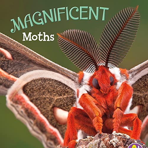 Magnificent Moths by Martha E. H. Rustad episode artwork