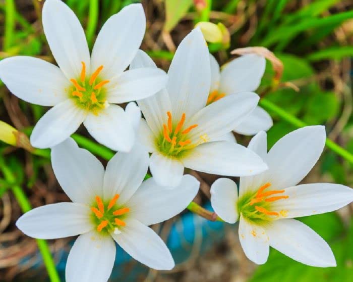 White Rain Lily Flower Bulbs Pack Of 10 By Udanta Seeds (B0B2F7S5L3) Amazon Price History, Amazon Price Tracker
