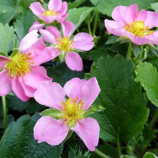 6x Fraisier d'ornement 'Pink Panda' - Fragaria 'Pink Panda' (= ‘Frel’) - Godet 9x9cm