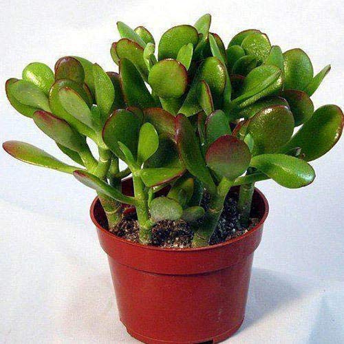 Goodluck plant/Jade Plant Home Decorative Indoor Plant (B08HMT1SXZ) Amazon Price History, Amazon Price Tracker