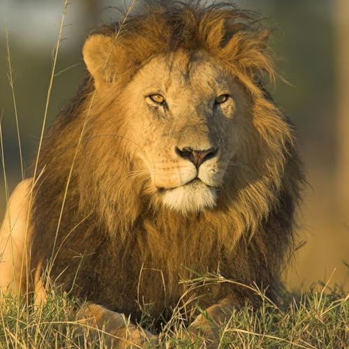 Kenya, ossia l'Africa al quadrato