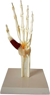 Human Hand Skeleton Model, Anatomical Human Skeleton Model, Life Size Medical Anatomy Hand Skeleton Model, Hand Model for Schools Med Students Physical Health Teaching Tool