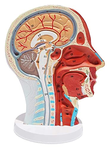 Modelo Esqueleto Modelo Humano Modelo anatómico Anatomía Muscular Venas Arterias Senos Expuestos Anatomía del Cerebro y la Columna Vertebral demostración médica