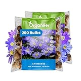 200 Blaue Anemonenzwiebeln - Xxl-Zwiebel 5 Cm - Anemone Blanda Blue Shades - Für Einen Farbenfrohen Frühlingsgarten, Rabatten Und Töpfe - Premium-Qualität - Organifer
