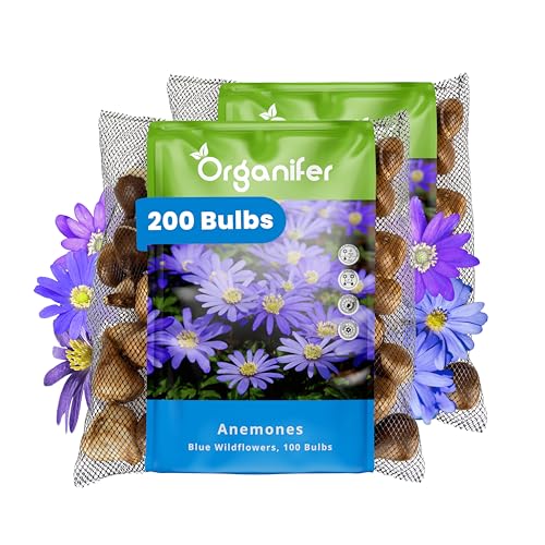 200 Blaue Anemonenzwiebeln - Xxl-Zwiebel 5 Cm - Anemone Blanda Blue Shades - Für Einen Farbenfrohen Frühlingsgarten, Rabatten Und Töpfe - Premium-Qualität - Organifer