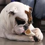 Pawstruck Small 3” Filled Dog Bones Variety Pack - Peanut Butter, Cheese & Bacon, Beef Flavors - Made in USA Long Lasting Stuffed Femur Treat for Aggressive Chewers - Pack of 3 - Packaging May Vary - Image 2
