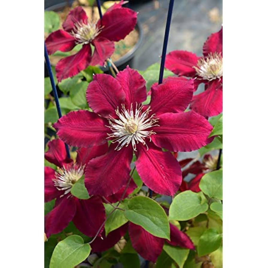 clematis Clem-Ernest-Markham2.jpg