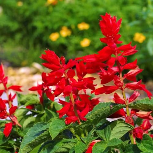 Image of Antinium Flower Seeds - Easy-to-Grow Tropical Indoor & Outdoor Plant, Vibrant Long-Lasting Blooms, Quality Seeds for Gardening (Pack Of 100+ Seed)