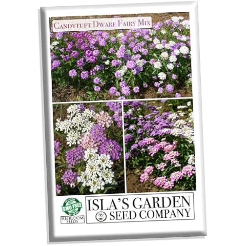Candytuft Dwarf Fairy Mix Seeds by Isla's Garden Cover