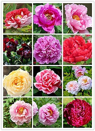 NooElec Seeds India Mixed Peony Seeds Easy To Plant Home Outdoor- 100 Seeds Pack (B09JWYSVF1) Amazon Price History, Amazon Price Tracker