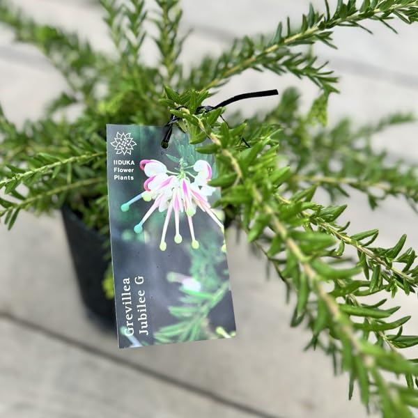 Amazon.co.jp: 花苗 観葉植物：グレビレア ジュビリー*5号 オージー