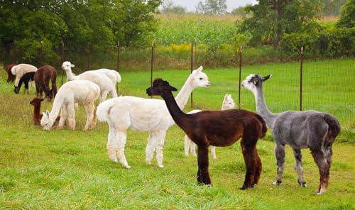 Plantillas de Fieltro 100% Lana Alpaca, 1 Par, Talle Grande miniatura 7