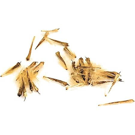 Amazon Com Sycamore Tree Seeds Wild Crafted Hand Harvested In Iowa Usa Pack Of 25 Garden Outdoor Amazon Com Sycamore Tree Seeds Wild Crafted Hand Harvested In Iowa Usa Pack Of 25 Garden Outdoor