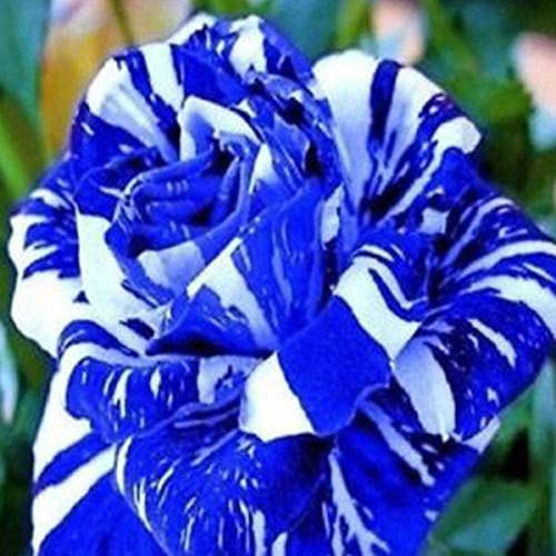 Royal Paradise Garden Rare Blue Dragon Rose Flower Seeds Beautiful Courtyard Perennial Plants 20 Seeds (B098MR4BXC) Amazon Price History, Amazon Price Tracker