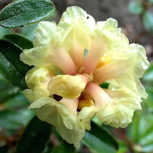 Aceite esencial Rhododendron 5 ml miniatura 2