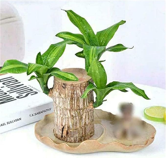 Jhai Kal Brazilian Lucky Bamboo Live Plant, Good Luck Plant, Lucky Brazil Wood Plant, Healthy Indoor Feng Shui Plant, 1 Pack (B0DGFC9ZTC) Amazon Price History, Amazon Price Tracker