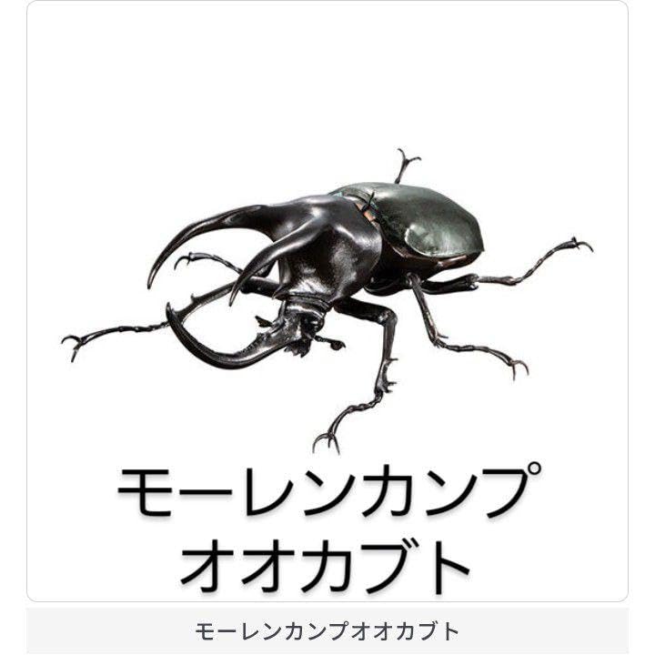 Amazon | モーレンカンプオオカブト いきもの大図鑑アドバンス