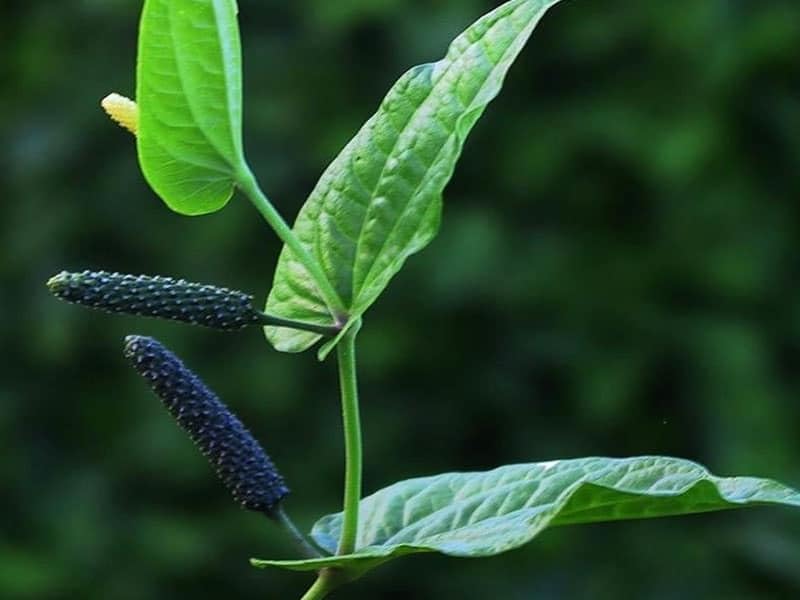 Piper Longum Live Plant | Thippali Pippalli Long Pepper – Compact Climber | Outdoor Garden | Home Remedies | Perfect for Ayurvedic Fans