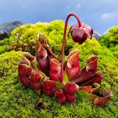 Purple Pitcher Plant Seeds (Sarracenia Purpurea) 50+ Seeds for Planting Carnivorous Bog Plant Seed Pack for Outdoor Garden Terrarium & Wetland Growing