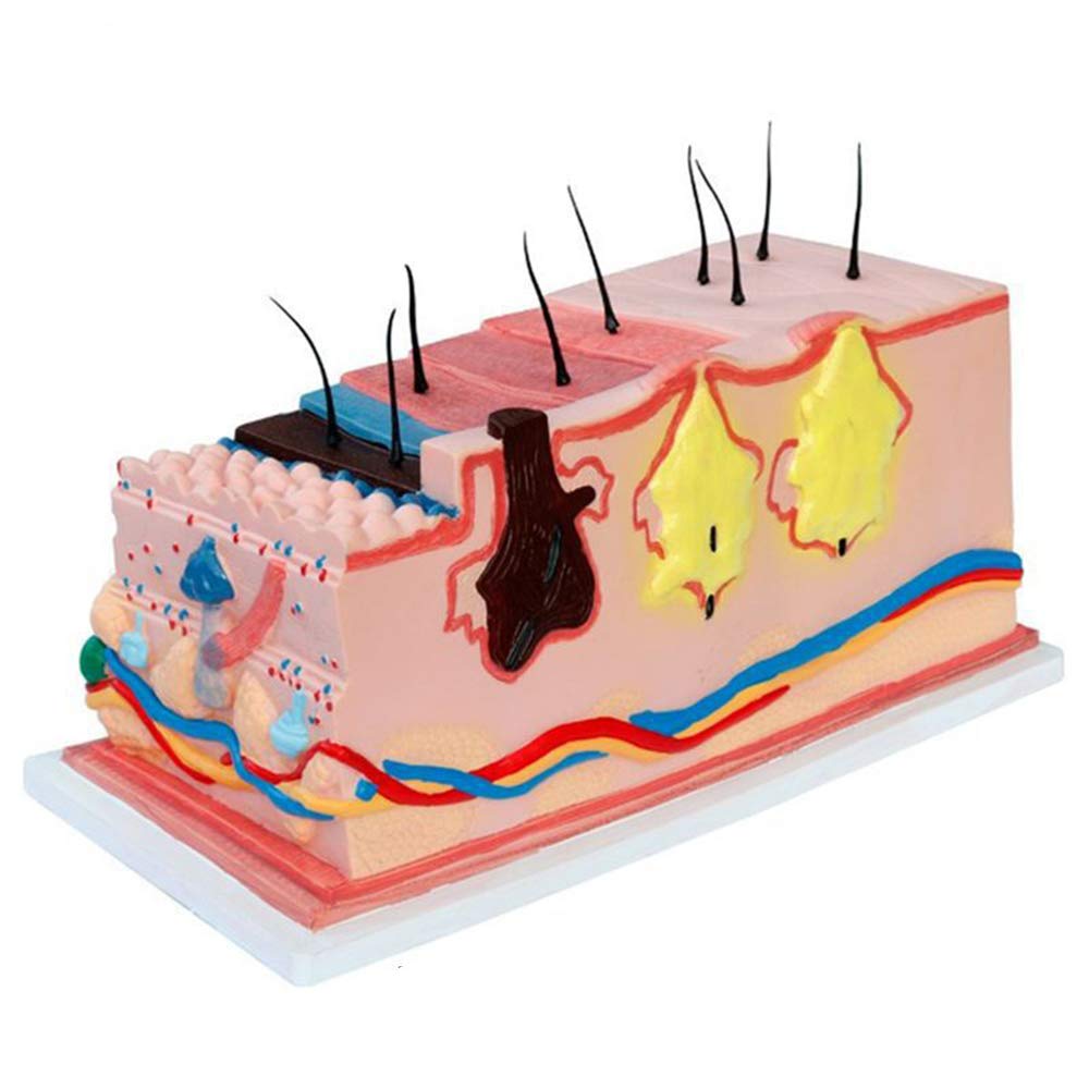 Sjdopulse Skin Structure Model - 230 Times Magnification Human Skin Model - Enlarge Human Skin The Structure Of The Subcutaneous Tissue, Blood Vessels And Nerves Model For Study Teaching,A