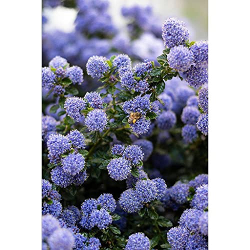 Ceanoto “Ceanothus thyrsiflorus repens”, Lillà della California, Pianta in Vaso 7x7 cm, Pianta fiori da esterno vera, Vivaio di Castelletto