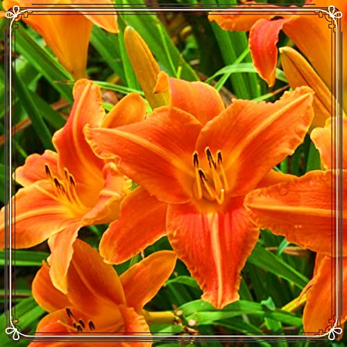 Taglilien Zwiebeln Mix - 5 Stück Winterharte Mehrjährige Blumen