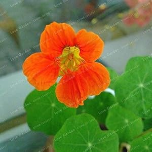 . Nasturzio Bonsai Four Seasons Piantare coperta bonsai del fiore del Tropaeolum Majus balcone in vaso bonsai Per Casa Giardino 10 pezzi: 2: Only Seeds