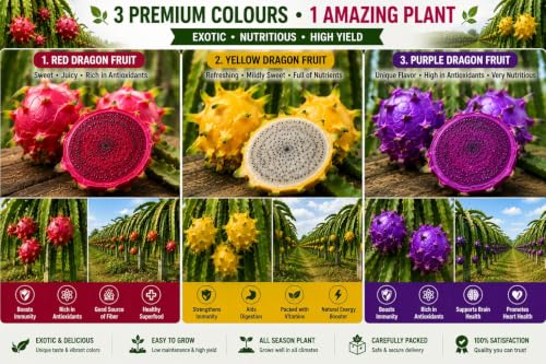 Image of Time 12 Months Hybrid Live Fruit Plant Air Layered Guti Kolom Original & Authentic Organic Tree for Outdoor Fast-Growing Fruit Plant Home Gardens Pack Of-1 (dragon fruit plant pack of- 3, Medium)
