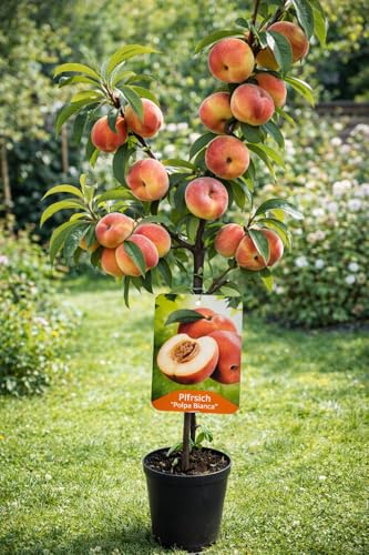 Pfirsichbaum Prunus persica Polpa Bianca weißfleischiger Pfirsich 100140 cm robuster Obstbaum für Garten & Kübel aromatische Früchte winterhart pflegeleicht