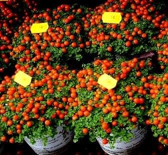 Semillas de tomate cherry. Lycopersicon esculentum Cover