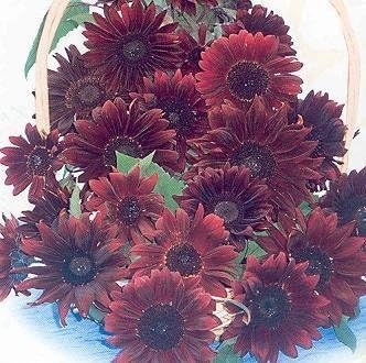 Semillas Helianthus Moulin Rouge Royale F1 100