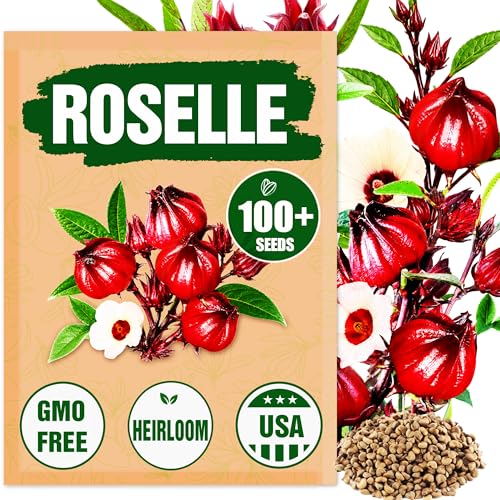 Premium Roselle Seeds (Hibiscus Sabdariffa) 100+ High-Yielding Non-GMO Heirloom Seeds for Planting - Hibiscus Flowers