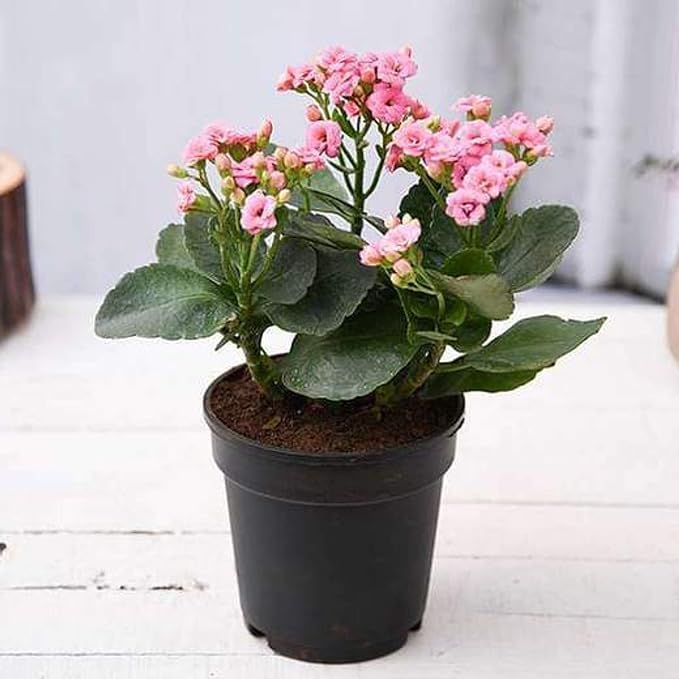 See full amazon price history chart for PlantaZee Live Kalanchoe Indoor Plant with Colourful Flowers Double Succulent Plants in Beautiful Pot (Pack of 1) (light pink) PlantaZee Live Kalanchoe Indoor Plant with Colourful Flowers Double Succulent Plants in Beautiful Pot (Pack of 1) (light pink) (B0CVFPTMDN) Amazon Price History, Amazon Price Tracker