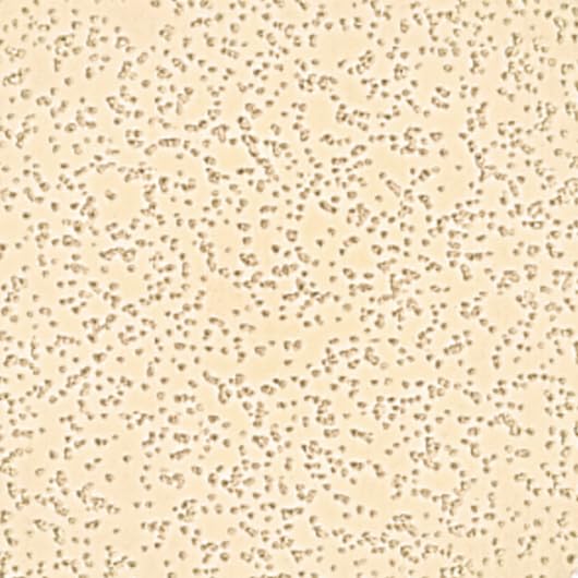 Image of Doheny's Deck Coating, Champagne Pool & Patio Surface Paint, 128 fl oz