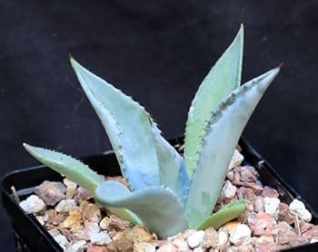 Amazon｜【種子】Agave Mapisaga◇アガベ・マピサガ◎ブルーの葉