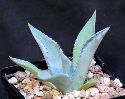 Amazon｜【種子】Agave Mapisaga◇アガベ・マピサガ◎ブルーの葉が綺麗