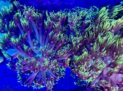 coralSLover - Goniopora. Colony. Assorted - Live Saltwater Coral (Green)