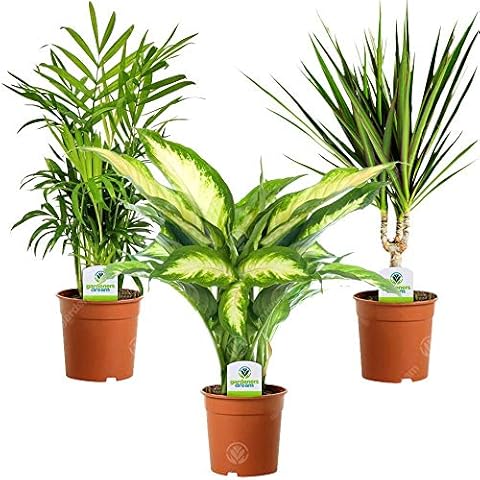 Indoor Plant Mix with Three Varieties Cover