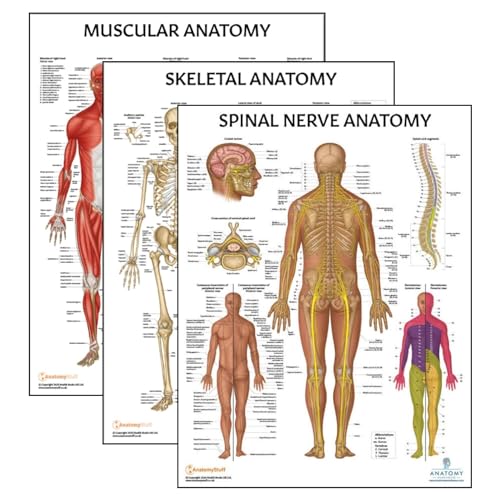 Anatomy Lab Muscular, Skeletal, and Spinal Nerves Human Anatomy Poster Set - 3 PACK LAMINATED 17.3 x 22.5 Inches, Skeletal System, Anatomy and Physiology