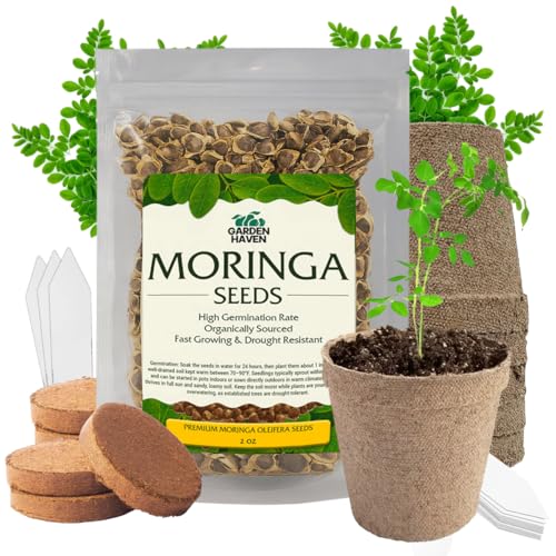 Moringa Oleifera Growing Kit Moringa Seeds Complete Starter Set with 2 oz Seeds 5 Peat Pots Soil Discs Plant Markers Fast Growing Drought Resistant
