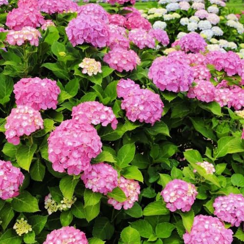 Pink Hydrangea Plant, Hydrangea Plants Live in Quart Pot, 6-10