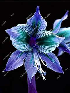 Hot Amaryllis Seeds, Chinese Cheap Flower Bonsai Plants Seeds, Amarilis Seeds Planting Seeds, Flower Garden Balcony 100 Pcs A Ba: Only Seeds