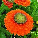 PAGANO DOMENICO E FIGLI SEMENTI DAL 1954