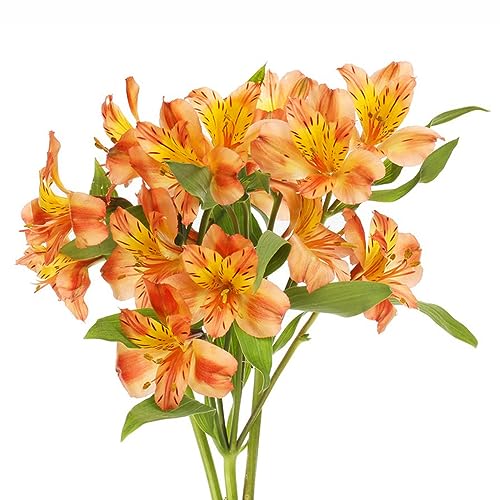 100 unidades de semillas de plantas alstroemeria – maceta, Alstroemeria hybrida, flores de mariposa floración con las, semillas de flores silvestres, plantas perennes de