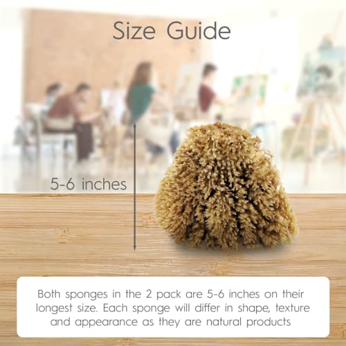 image for NAROA Natural Artist Sea Sponges for Painting 2 Pack | Large Art Tools