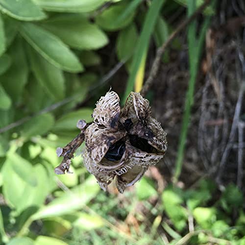 50pcs Zoysia Grass Seeds