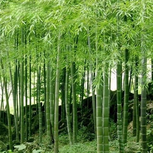 Semillas de bambú Phyllostachys Pubescens, 100 unidades, negro, morado, verde, adecuado para macetas y exteriores, ideal para balcón, terraza, jardín pequeño