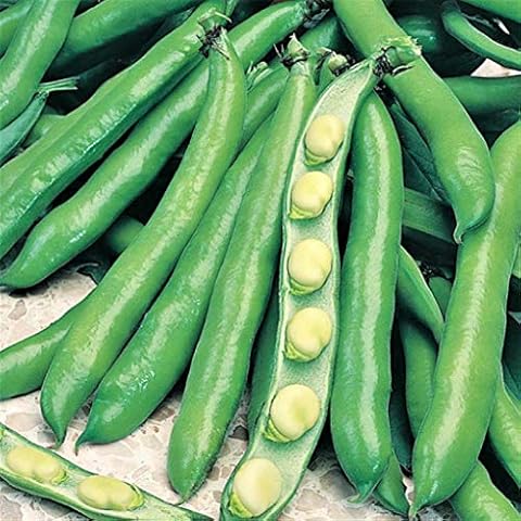 Bolly Bulbs® - Bunyard's Exhibition - Autumn or Spring Planting Broad Beans - (35 Seeds) Cover